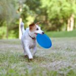 Flying Disc - Image 3