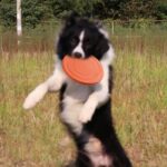 Silicone Puppy Frisbee Toys Dog Floating - Image 3