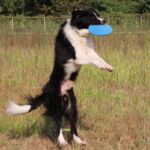 Silicone Puppy Frisbee Toys Dog Floating - Image 4