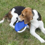 Fido Flier Dog Rope Toy - Image 6
